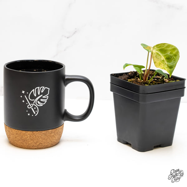 Anthurium 'Forgetii' variegated (wk6-UC)