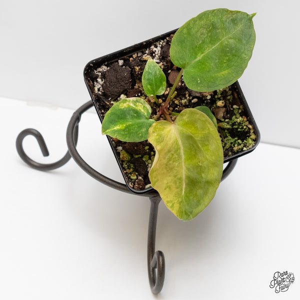 Anthurium 'Forgetii' variegated (wk6-UC)