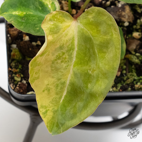 Anthurium 'Forgetii' variegated (wk6-UC)