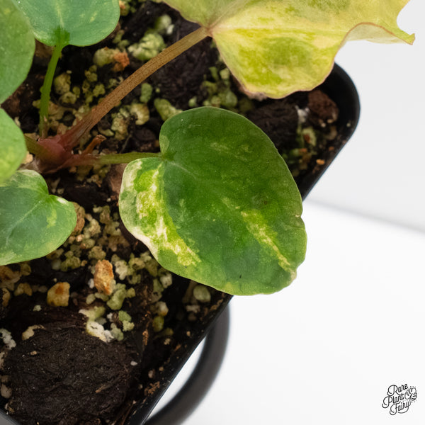 Anthurium 'Forgetii' variegated (wk6-UC)