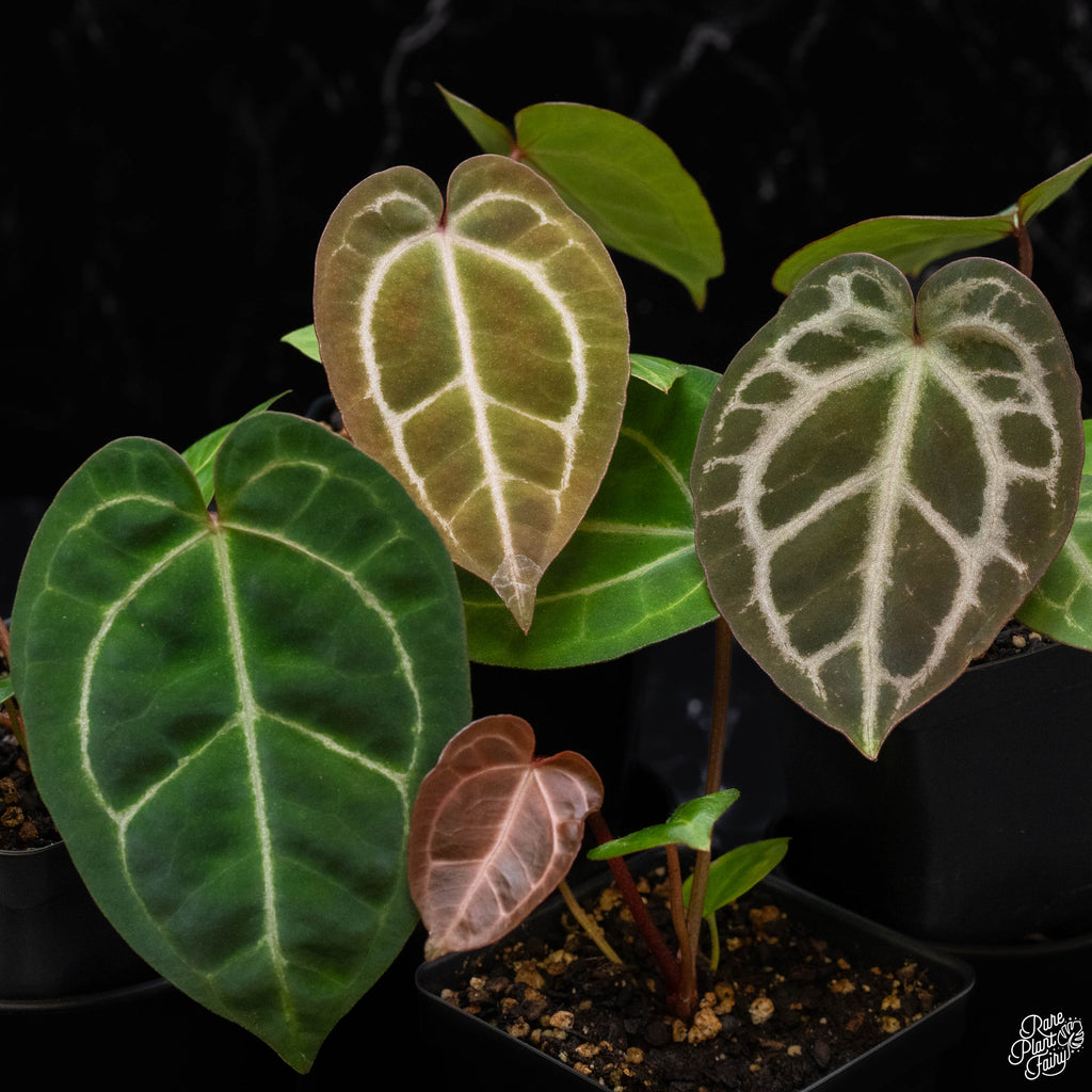 Anthurium Magnificent Dark '49' x Zara '29' by DocBlock *Grower's choice*