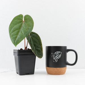 Anthurium hoffmannii 'Blood Moon' (wk30-UD)
