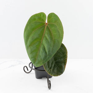 Anthurium hoffmannii 'Blood Moon' (wk30-UD)