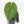Anthurium hoffmannii 'Blood Moon' (wk30-UD)