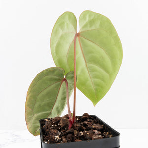 Anthurium hoffmannii 'Blood Moon' (wk30-UD)
