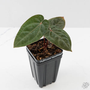 Anthurium hoffmannii 'Blood Moon' (wk44-U196)