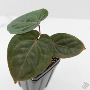 Anthurium hoffmannii 'Blood Moon' (wk44-U196)