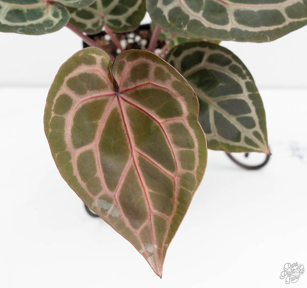 Anthurium Home, Sweet Home '32' x Dark & Handsome '9' by DocBlock® (wk11-K)