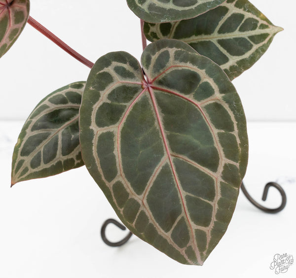 Anthurium Home, Sweet Home '32' x Dark & Handsome '9' by DocBlock® (wk11-K)
