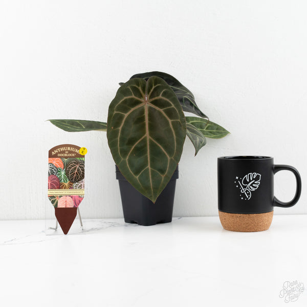 Anthurium Home, Sweet Home '32' x Dark & Handsome '9' by DocBlock® (wk9-X)