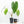 Anthurium 'Canal Queen' (Papillilaminum x Rugulosum) by Jay Vannini (wk19-M)
