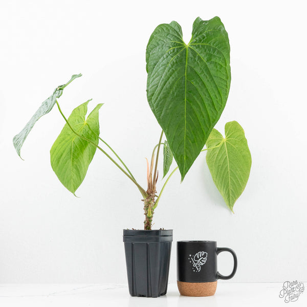 anthurium canal queen Anthurium 'Canal Queen' (Papillilaminum x Rugulosum) by Jay Vannini (wk19-M)