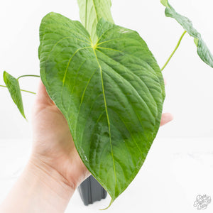 Anthurium 'Canal Queen' (Papillilaminum x Rugulosum) by Jay Vannini (wk19-M)