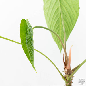 Anthurium 'Canal Queen' (Papillilaminum x Rugulosum) by Jay Vannini (wk19-M)
