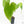 Anthurium 'Canal Queen' (Papillilaminum x Rugulosum) by Jay Vannini (wk19-M)