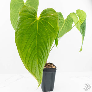 Anthurium 'Canal Queen' (Papillilaminum x Rugulosum) by Jay Vannini (wk19-M)