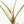 Anthurium 'Canal Queen' (Papillilaminum x Rugulosum) by Jay Vannini (wk19-M)