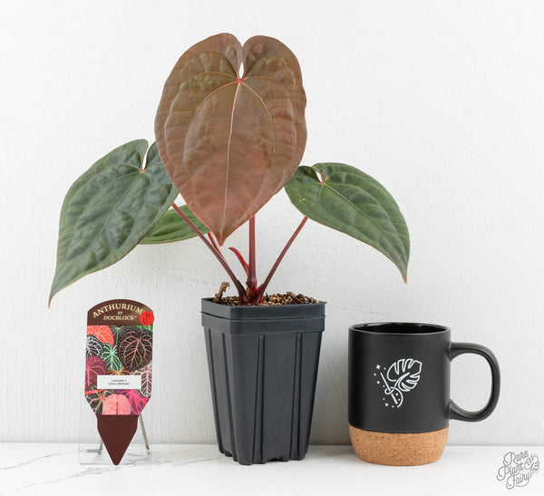 Anthurium 'Luxurians' x ('Zara' x 'Michelle') by DocBlock® (wk11-U)