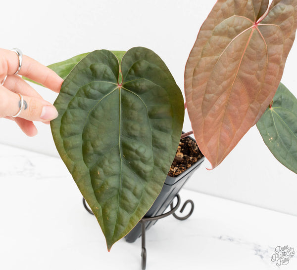 Anthurium 'Luxurians' x ('Zara' x 'Michelle') by DocBlock® (wk11-U)