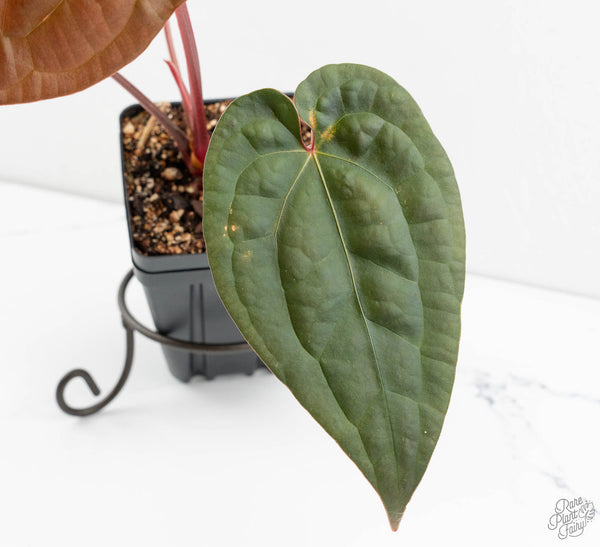 Anthurium 'Luxurians' x ('Zara' x 'Michelle') by DocBlock® (wk11-U)