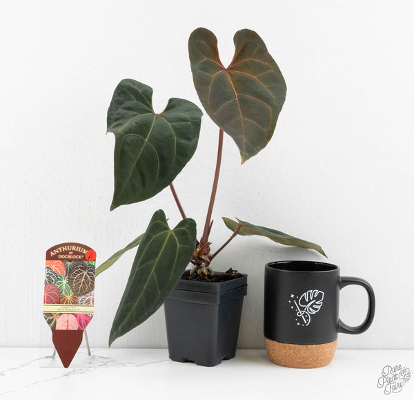 Anthurium Lynette '18' x Dark & Handsome '9' by DocBlock® (wk11-P)