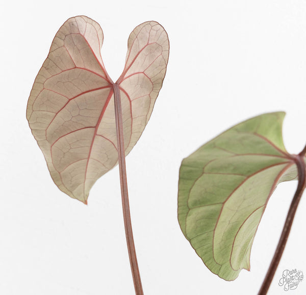 Anthurium Lynette '18' x Dark & Handsome '9' by DocBlock® (wk11-P)