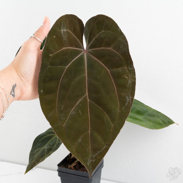 Anthurium Lynette '18' x Dark & Handsome '9' by DocBlock® (wk10-C)