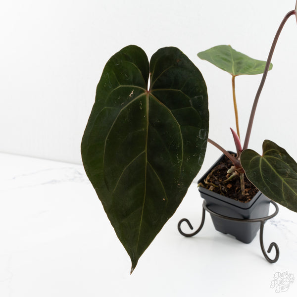 Anthurium Lynette '18' x Dark & Handsome '9' by DocBlock® (wk10-C)