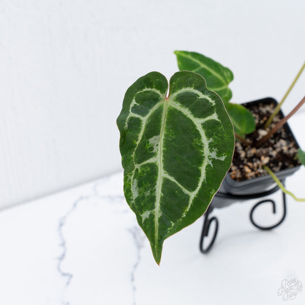 Anthurium Magnificent Dark '49' x  Zara '29' by DocBlock® (wk10-UW) *Blister Variegation*