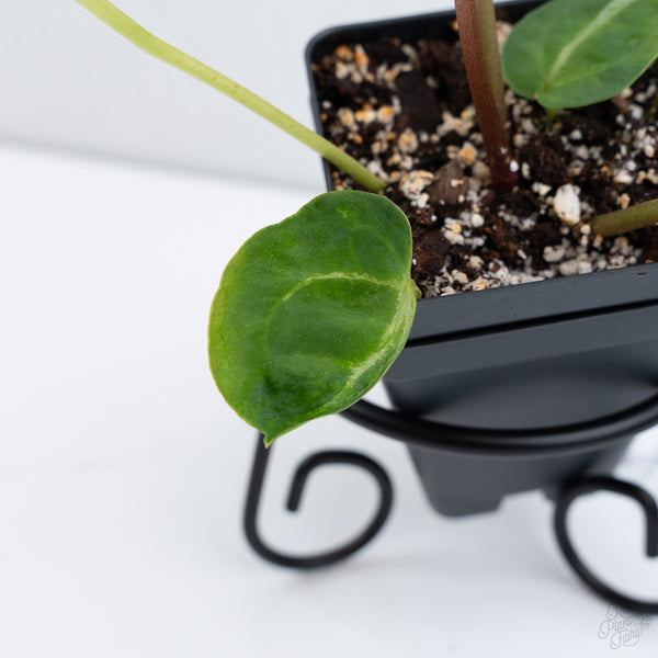 Anthurium Magnificent Dark '49' x  Zara '29' by DocBlock® (wk10-UW) *Blister Variegation*