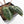 Anthurium 'Michelle' by DocBlock® - Blister variegation (wk32-P)