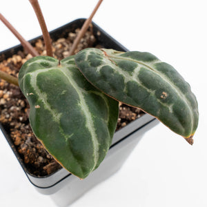 Anthurium 'Michelle' by DocBlock® - Blister variegation (wk32-P)