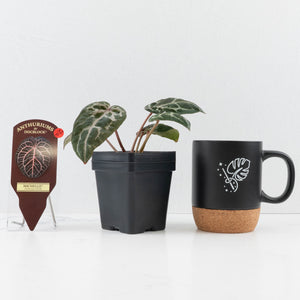 Anthurium 'Michelle' by DocBlock® - Blister variegation (wk32-P)
