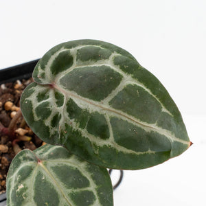 Anthurium 'Michelle' by DocBlock® - Blister variegation (wk32-P)