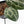Anthurium 'Michelle' by DocBlock® - Blister variegation (wk32-P)