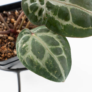 Anthurium 'Michelle' by DocBlock® - Blister variegation (wk32-P)