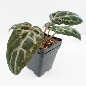 Anthurium 'Michelle' by DocBlock® - Blister variegation (wk32-P)