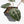 Anthurium 'Michelle' by DocBlock® - Blister variegation (wk32-P)