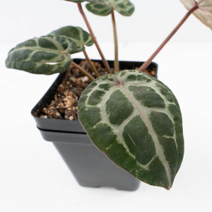 Anthurium 'Michelle' by DocBlock® - Blister variegation (wk32-P)