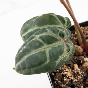 Anthurium 'Michelle' by DocBlock® - Blister variegation (wk32-P)