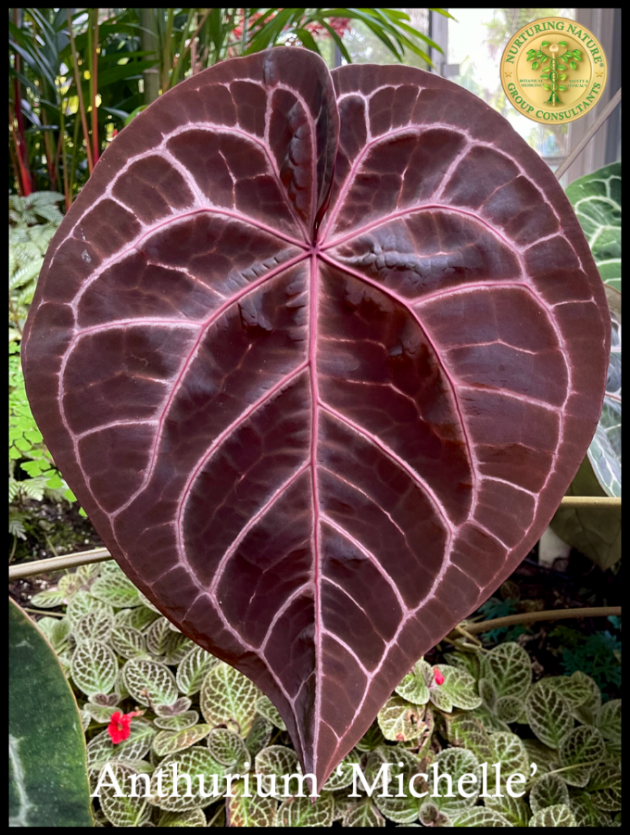 Anthurium Michelle '1' x Red Velvet Cake '24' by DocBlock Anthurium Michelle '1' x Red Velvet Cake '24' by DocBlock