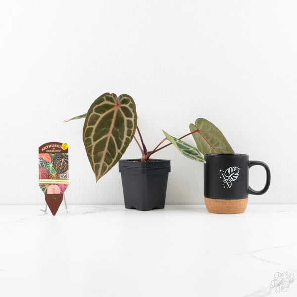 Anthurium Michelle Hot Pink '23' x Zara '14' by DocBlock® (wk9-G)