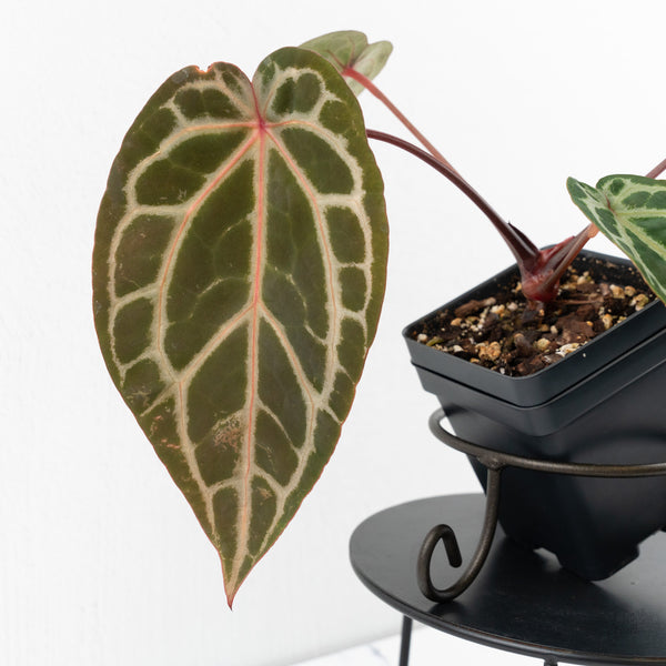 Anthurium Michelle Hot Pink '23' x Zara '14' by DocBlock® (wk9-G)