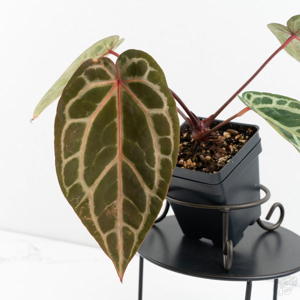 Anthurium Michelle Hot Pink '23' x Zara '14' by DocBlock® (wk9-G)