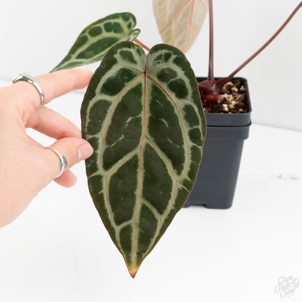 Anthurium Michelle Hot Pink '23' x Zara '14' by DocBlock® (wk9-G)