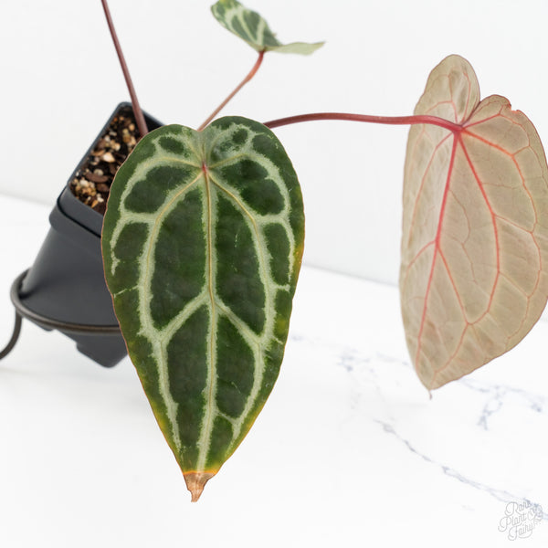 Anthurium Michelle Hot Pink '23' x Zara '14' by DocBlock® (wk9-G)