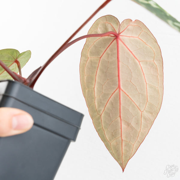 Anthurium Michelle Hot Pink '23' x Zara '14' by DocBlock® (wk9-G)