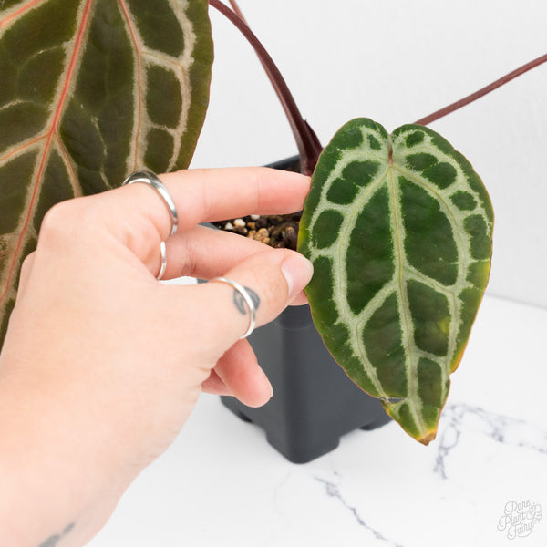 Anthurium Michelle Hot Pink '23' x Zara '14' by DocBlock® (wk9-G)