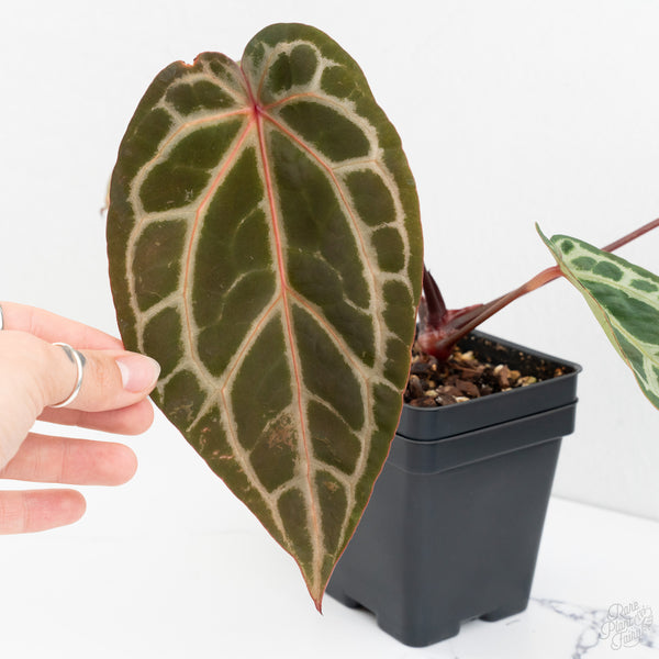 Anthurium Michelle Hot Pink '23' x Zara '14' by DocBlock® (wk9-G)