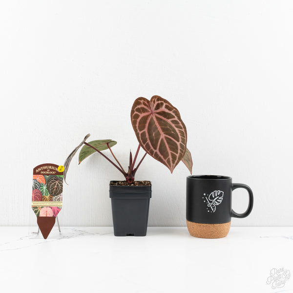 Anthurium Michelle Hot Pink '23' x Zara '14' by DocBlock® (wk9-K)